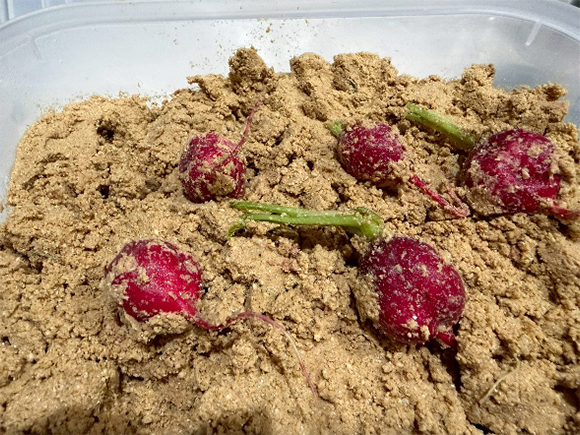 塩もみしたラディッシュを1晩漬けました。